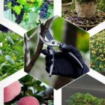 Les 5 meilleurs sÃ©cateurs pour les amateurs de jardinage